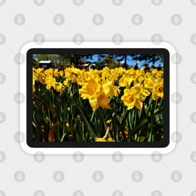 Daffodils in Spring Magnet by SHappe