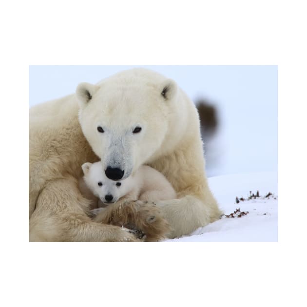 Polar bear protecting her cub by mjoncheres