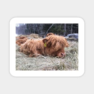 Scottish Highland Cattle Calf 1740 Magnet