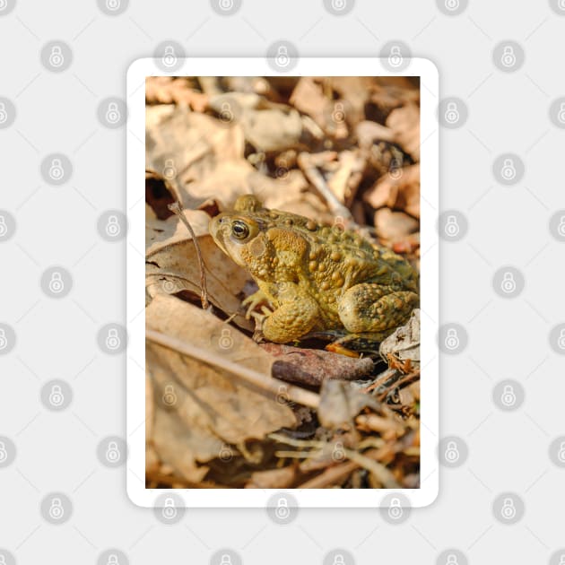 Toad Camouflage Amongst the Leaves Photograph Magnet by love-fi