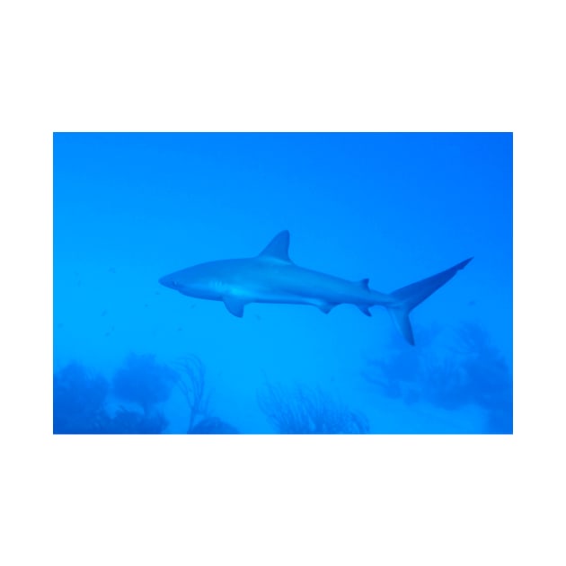 Caribbean Reef Shark by Scubagirlamy