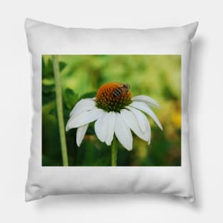 Echinacea Purpurea with Bee Pillow