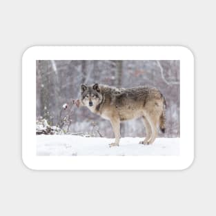 A lone Timber Wolf in the snow Magnet