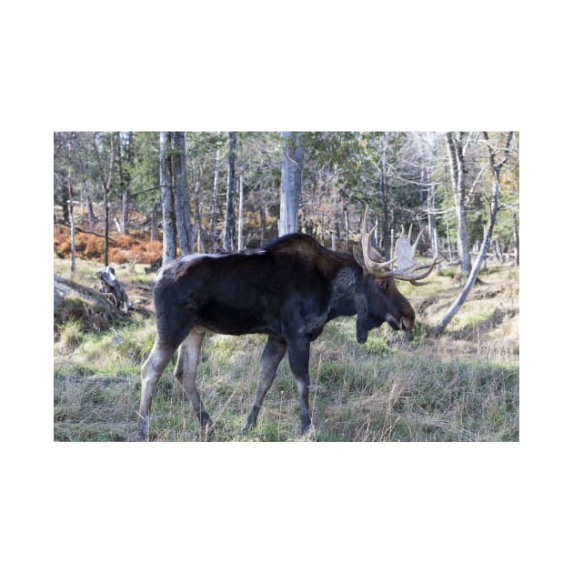 Male moose in the woods by josefpittner