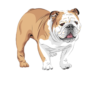 Bulldog Bulldog Bulldog Magnet