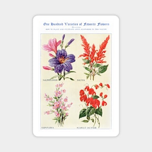 Flower watercolor illustration (1915) Magnet