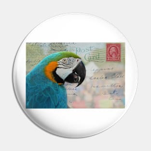 Macaw Parrot on Vintage Postcard Pin