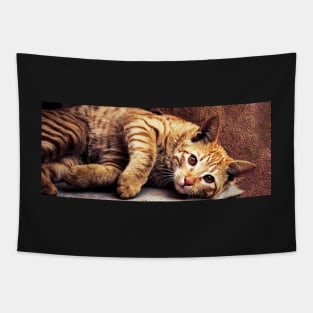 House Cat Tapestry