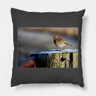 Robin in winter sunshine Pillow