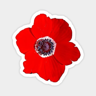 Flower of Israel Anemone Coronaria Pattern Magnet