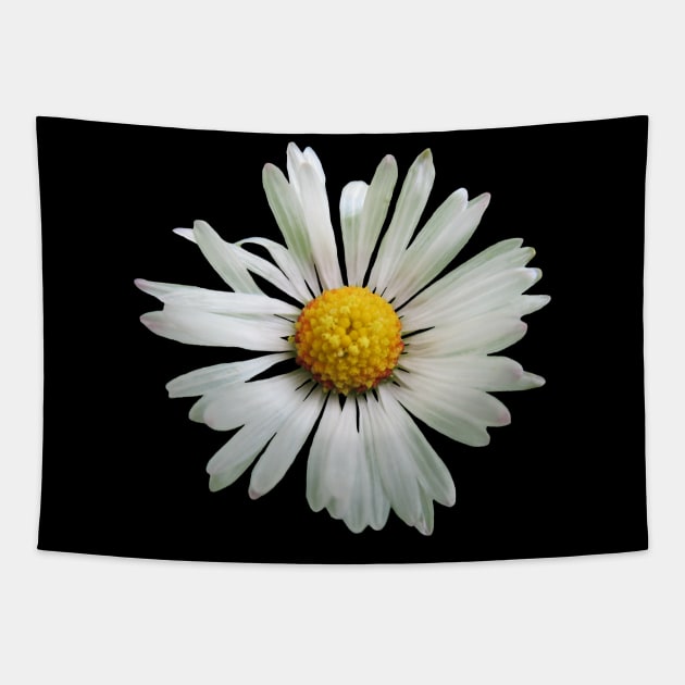 white daisy flower, blooming daisy, blooms, flowers, daisies Tapestry by rh_naturestyles