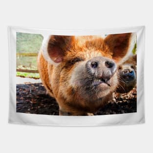 New Zealand Kunekune Pig Tapestry