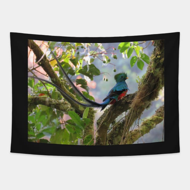 Male Quetzal in Tree Tapestry by julyperson