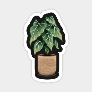 Alocasia frydek Magnet