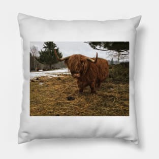 Scottish Highland Cattle Cow 2316 Pillow