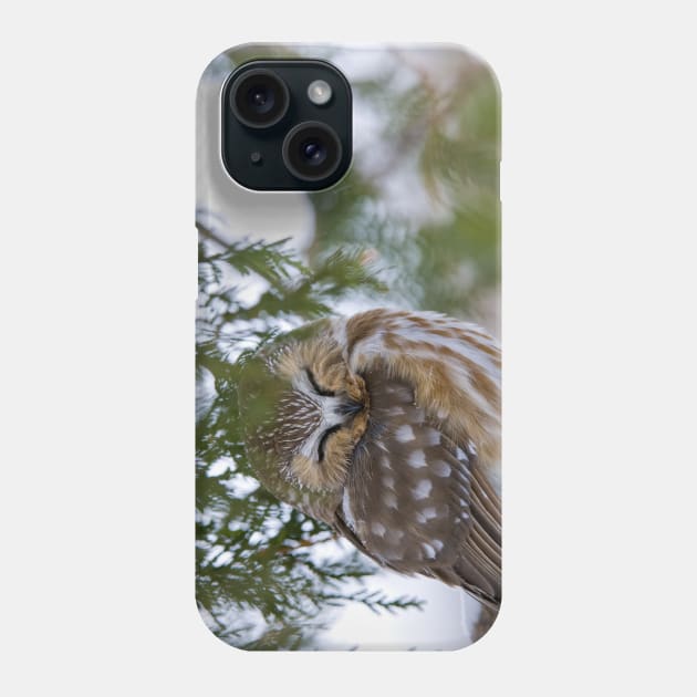 Sleeping Northern Saw Whet Owl - Ottawa, Ontario Phone Case by jaydee1400