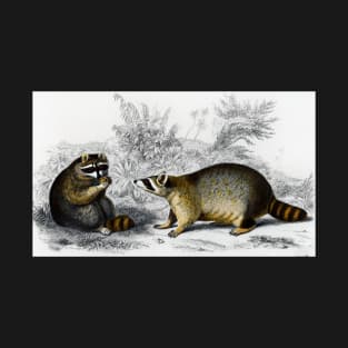 Raccoon (Procyon lotor) illustrated by Charles Dessalines D' Orbigny (1806-1876) T-Shirt