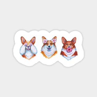 Three wise corgies Magnet