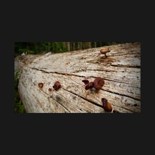 Little Mushrooms On Fallen Tree T-Shirt