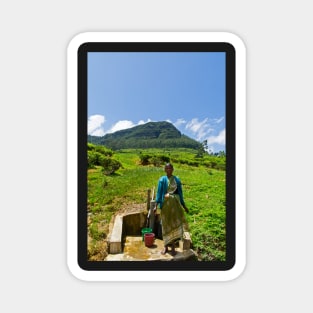 Tea Picker. Magnet