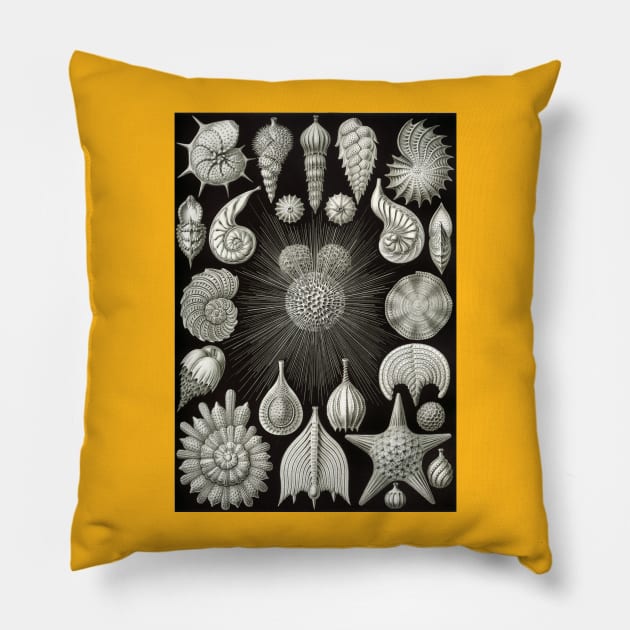 Sea Shells Biology Scientific Drawing Illustration Haeckel Pillow by twizzler3b