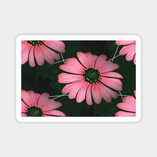 Gerbera, Pink And Black Magnet