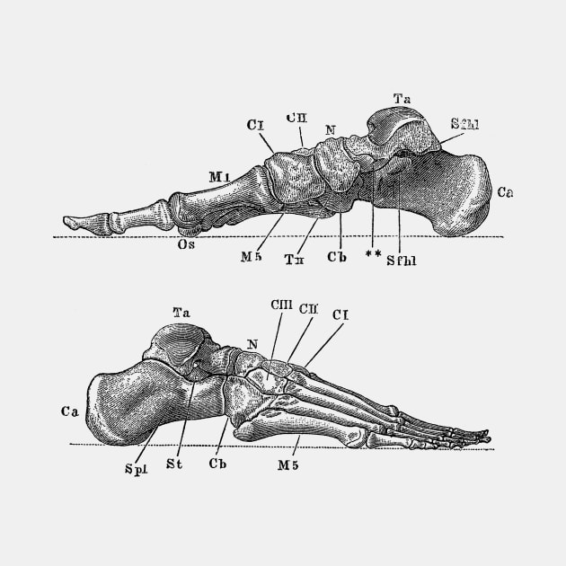 Skeletal Foot Diagram - Dual View - Anatomy by Vintage Anatomy Prints