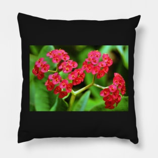 Crown of Thorns Pillow