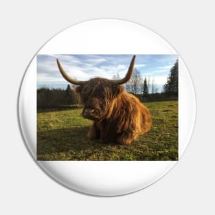 Scottish Highland Cattle Cow 2147 Pin