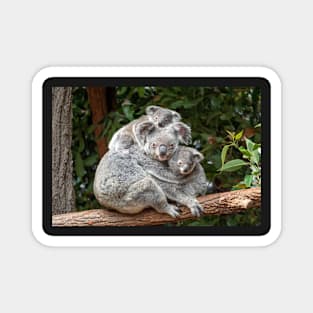 Cuddling Koalas, Cute As Can Be Magnet