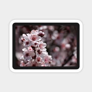 Japanese Cherry Tree (#1) Magnet