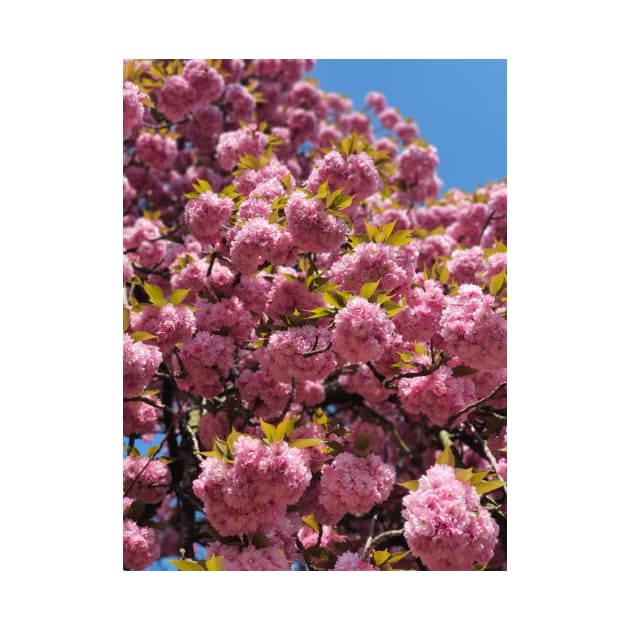 Flower tree | pink cherry blossom tree | Sakura tree by The Self Love Club