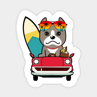 Cute grey dog driving to the beach Magnet