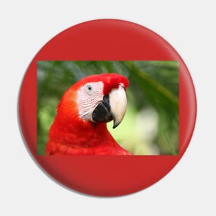 Scarlet  Macaw Pin