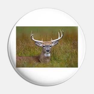 White-tailed deer Buck Pin