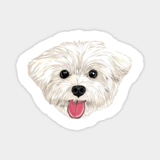 Maru the Maltese (face only) Magnet