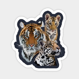 Bengal tiger and jaguar Magnet