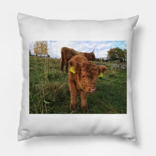 Scottish Highland Cattle Cow and Calf 1569 Pillow