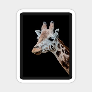 Giraffe - Portrait Magnet