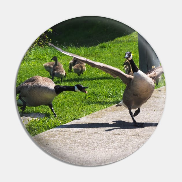 Canada Goose Honking At Other Goose, Wings Spread Pin by BackyardBirder