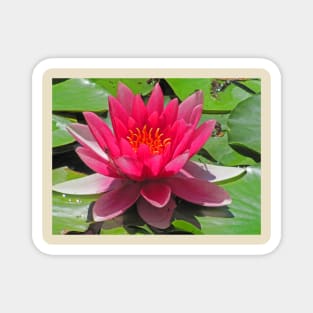 Abbotsbury Water Lily Magnet