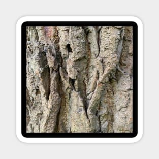 Tree Grooves Photography Magnet