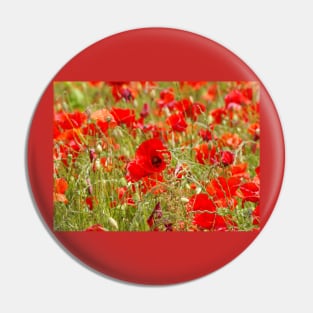 Field of poppys Pin