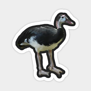 Spur-Winged Goose Magnet