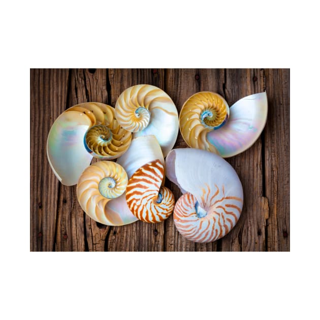 Six Chambered Nautilus by photogarry