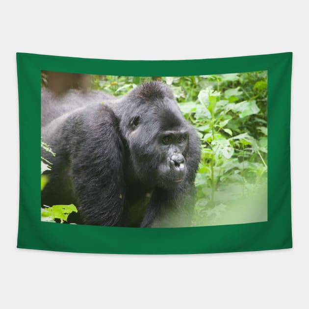 Male Silverback Gorilla in Uganda Tapestry by SafariByMarisa