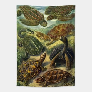 Sea Turtles and Tortoises, Chelonia by Ernst Haeckel Tapestry