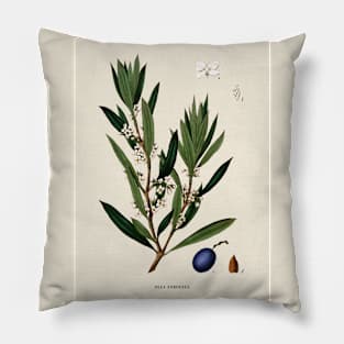 Olive Branch Antique Botanical Illustration Pillow