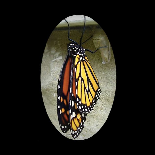 Monarch Butterfly by ARTWORKandBEYOND