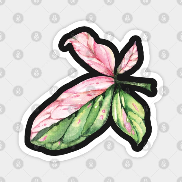 Syngonium Pink Splash Leaf Magnet by gronly